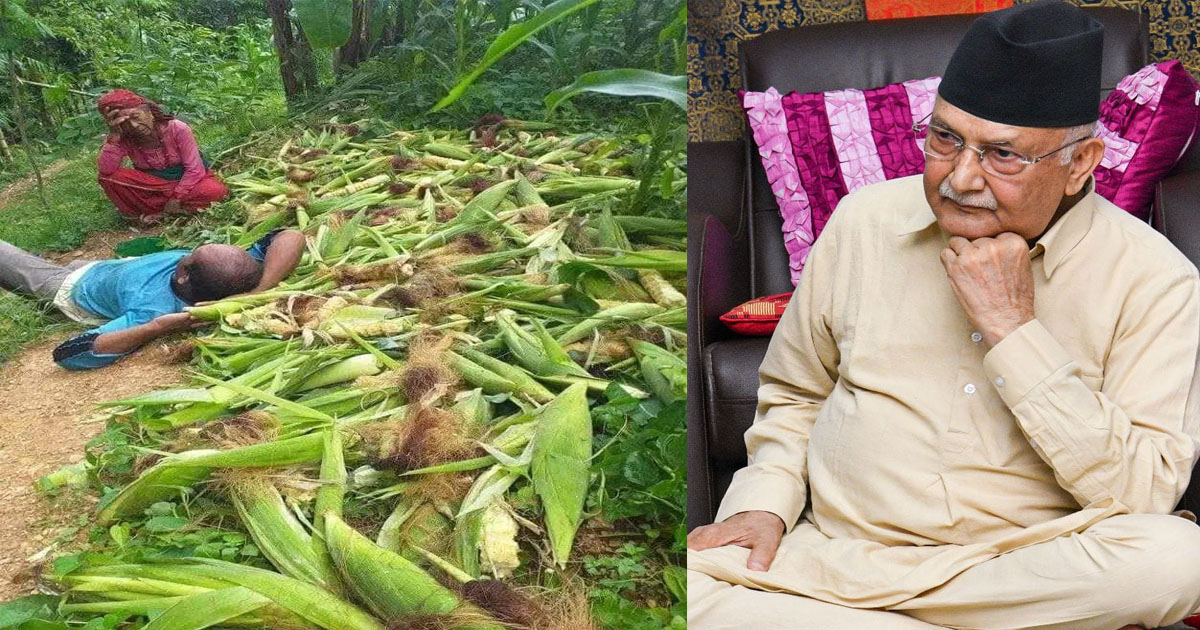 बाँदर आतंकको तस्बिर फेसबुकमा पोस्ट गर्दै ओलीले भने— मन पोलिरह्यो